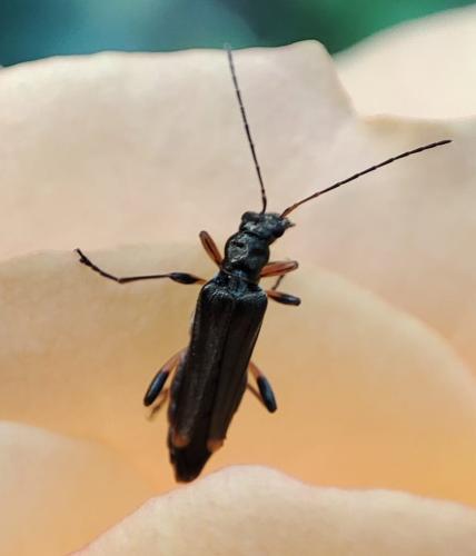 Oedemera barbara